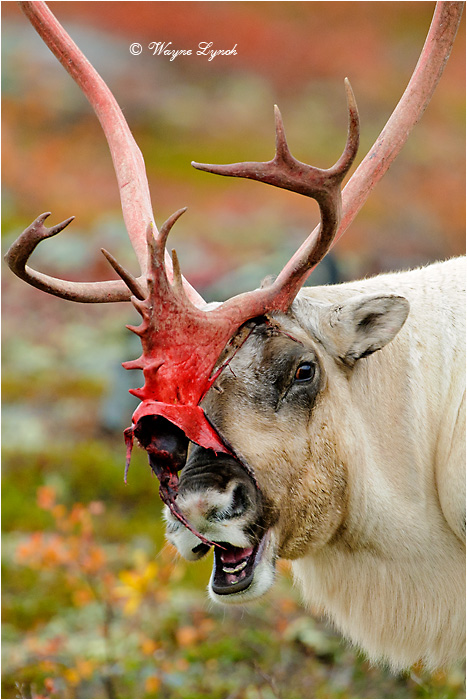 Caribou Bull Eating Shed Antler Velvet 129 by Dr. Wayne Lynch &copy;